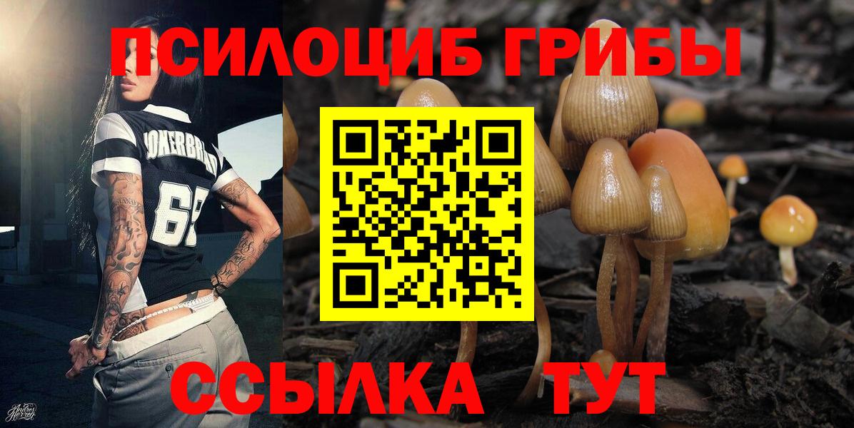 купить наркотик  Псилоцибиновые грибы GOLDEN TEACHER  Вход с VPN  Вятские Поляны 